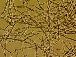 Bild Projektgruppe Biopolymere