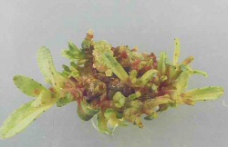 Bild Projektgruppe Pflanzenbiotechnologie