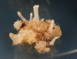 Bild Projektgruppe Pflanzenbiotechnologie