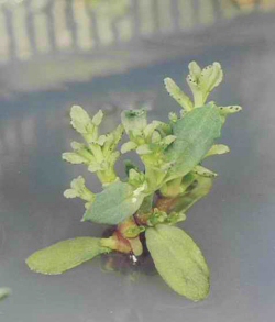 Bild Projektgruppe Pflanzenbiotechnologie