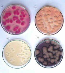 Bild Projektgruppe Technische Enzyme